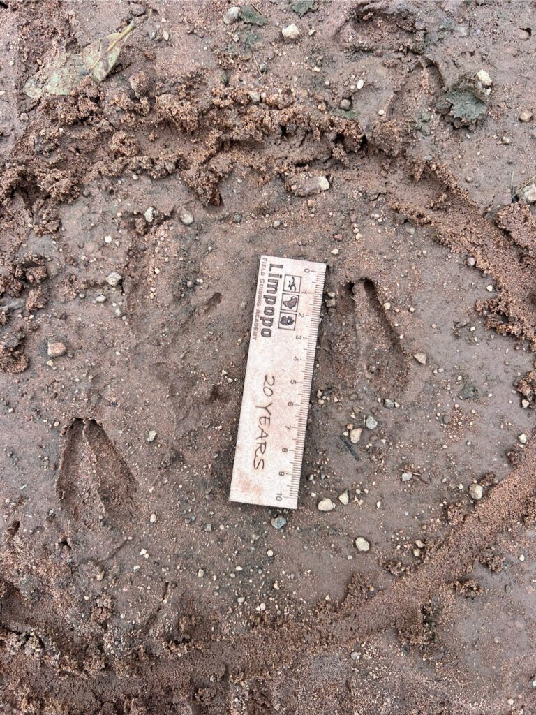 limpopo field guiding courses