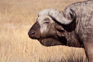 Week 4 of the Apprentice Trails Guide Course: Mentorship Assessment