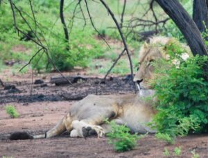 Student Diary – Amy Andree, Week 4