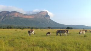 The Life of an Apprentice Field Guide at Limpopo Field Guiding Academy – Part 4