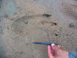 Limpopo Field Guiding Academy – Learn to be a “CSI” in the bush.