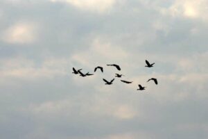 Birding(calls and ID) at the Limpopo Field Guiding Academy.